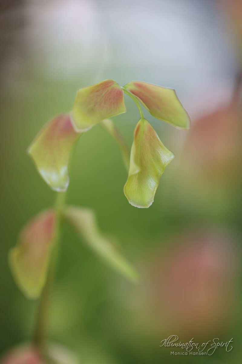 Photograph — Flowers & Gardens
