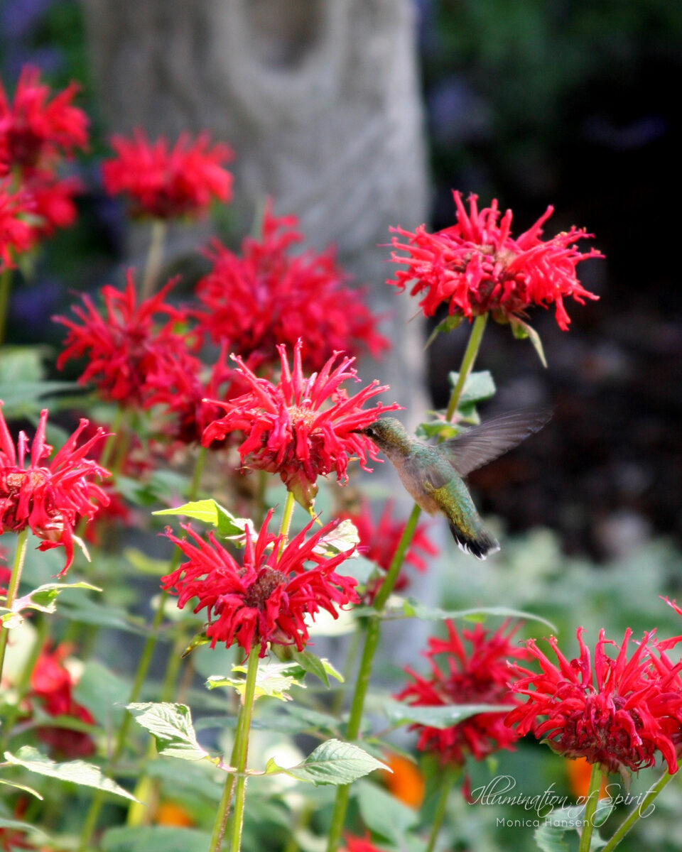 Photograph — Flowers & Gardens