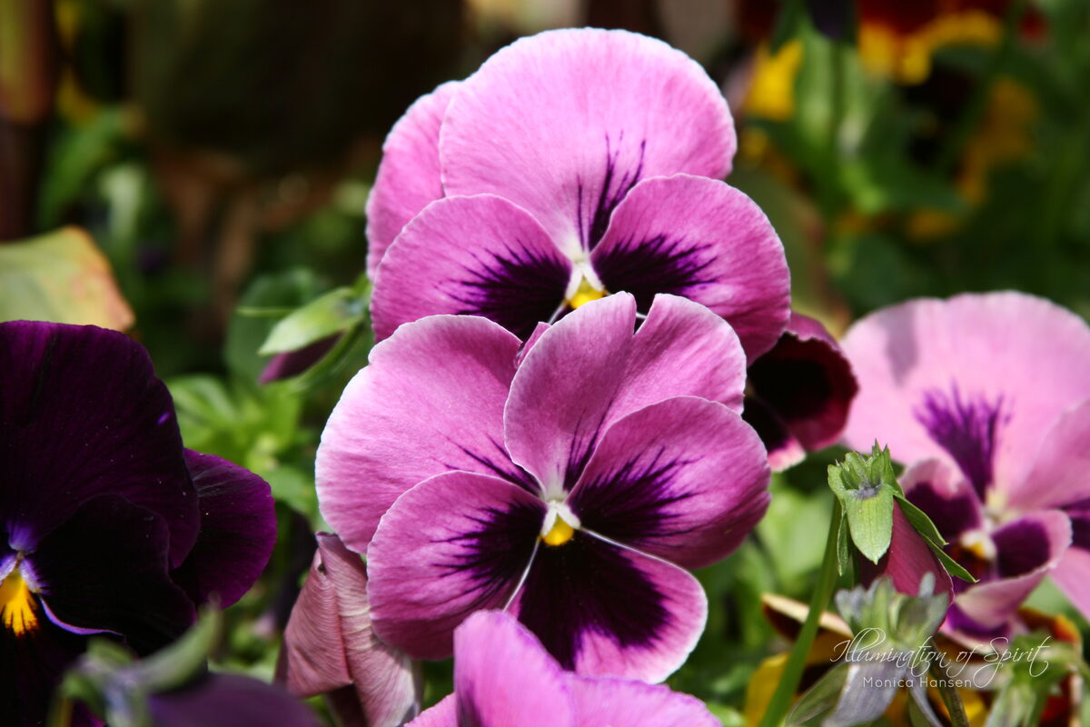 Photograph — Flowers & Gardens