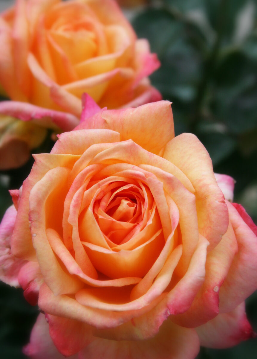 Photograph — Flowers & Gardens