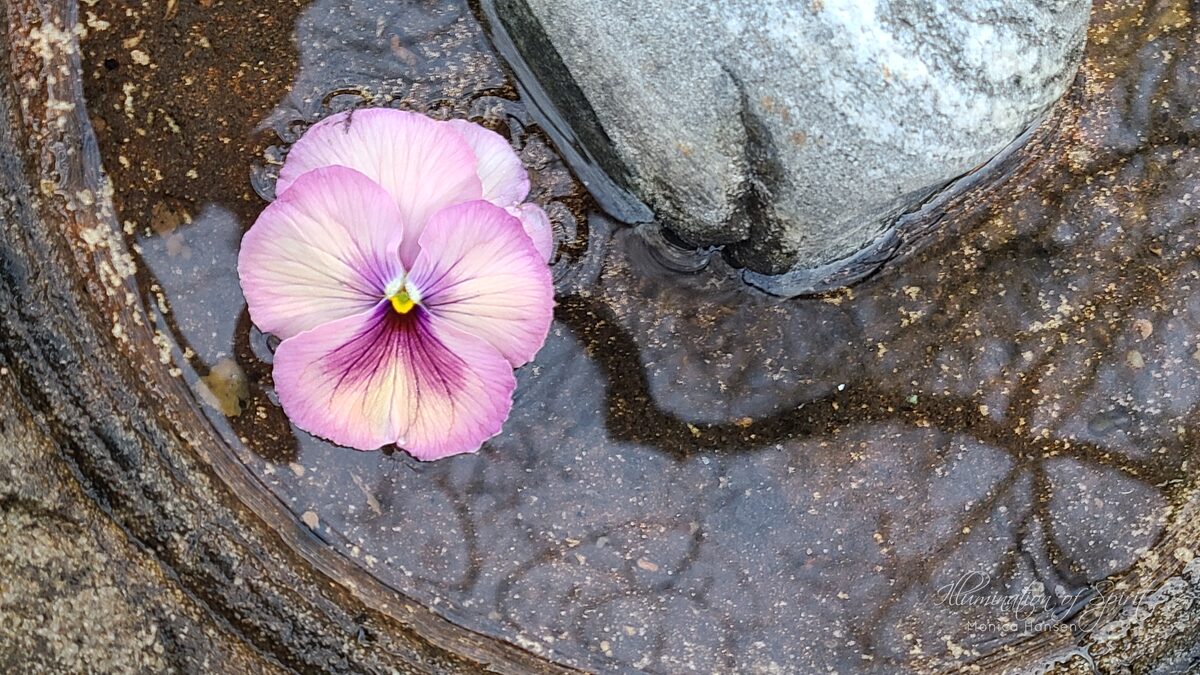 Photograph — Flowers & Gardens
