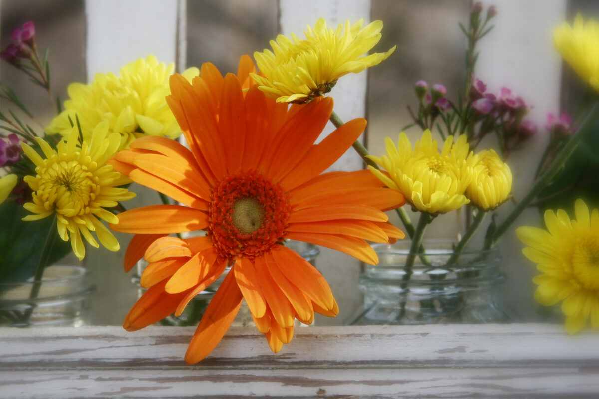 Photograph — Flowers & Gardens