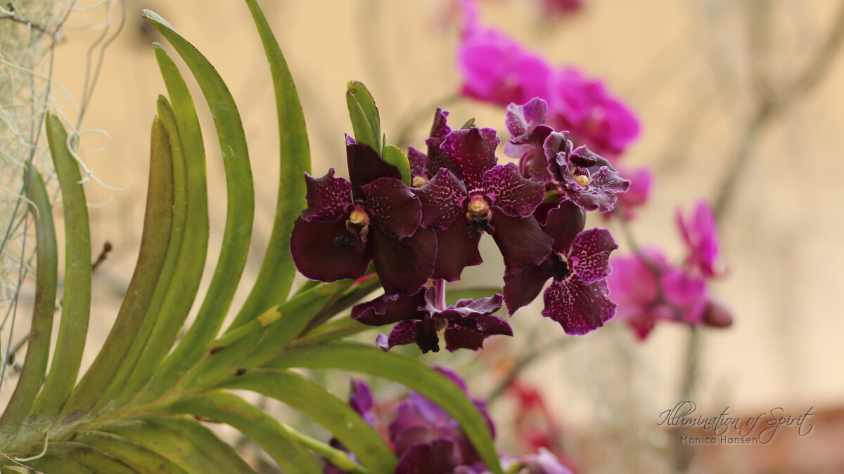 Photograph — Flowers & Gardens