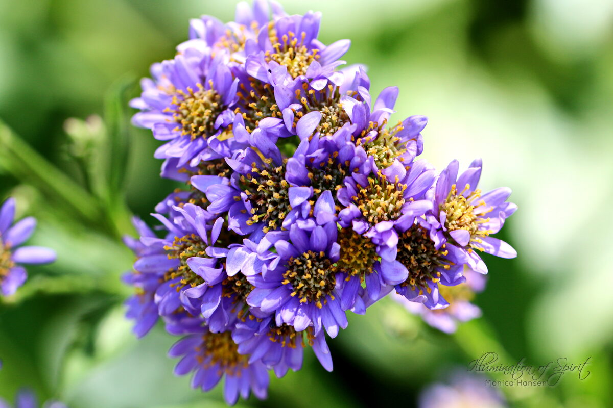 Photograph — Flowers & Gardens
