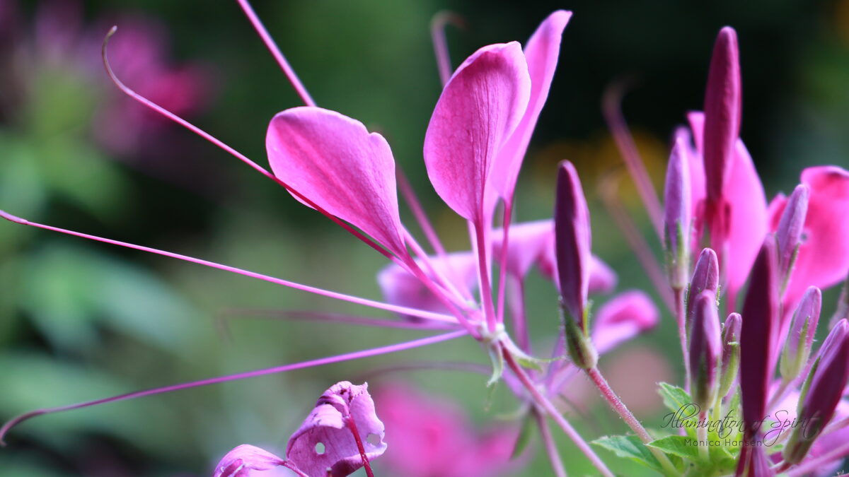 Photograph — Flowers & Gardens