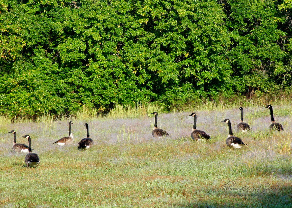 Photograph — Wildlife