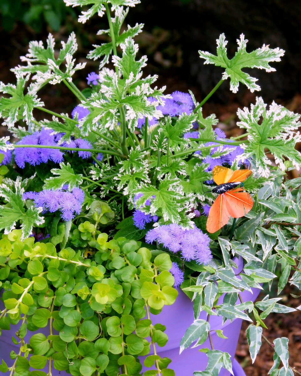 Photograph — Flowers & Gardens