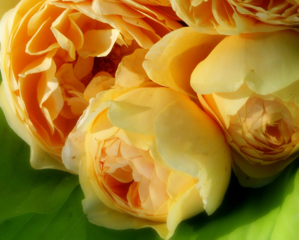 Photograph — Flowers & Gardens
