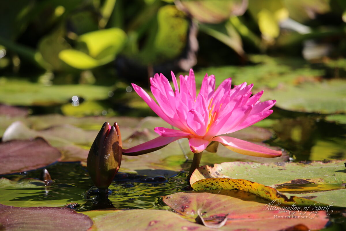 Photograph — Flowers & Gardens