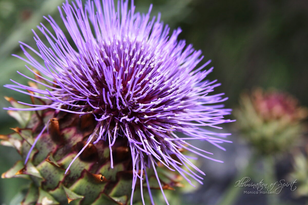 Photograph — Flowers & Gardens