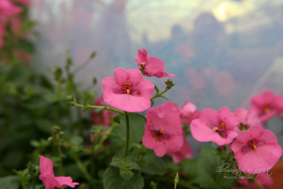 Photograph — Flowers & Gardens