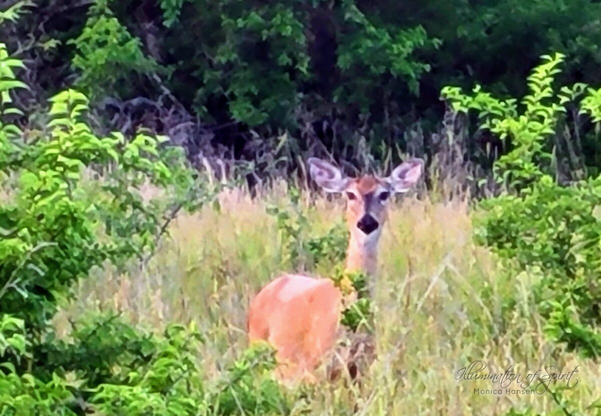 Photograph — Wildlife