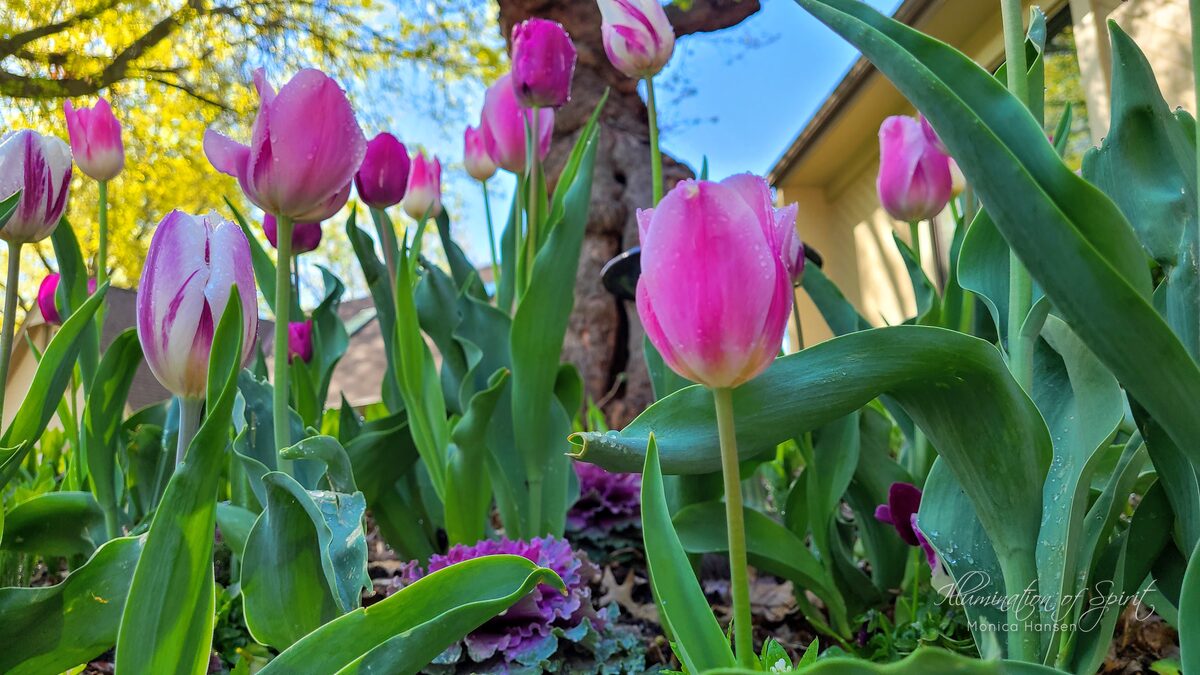 Photograph — Flowers & Gardens