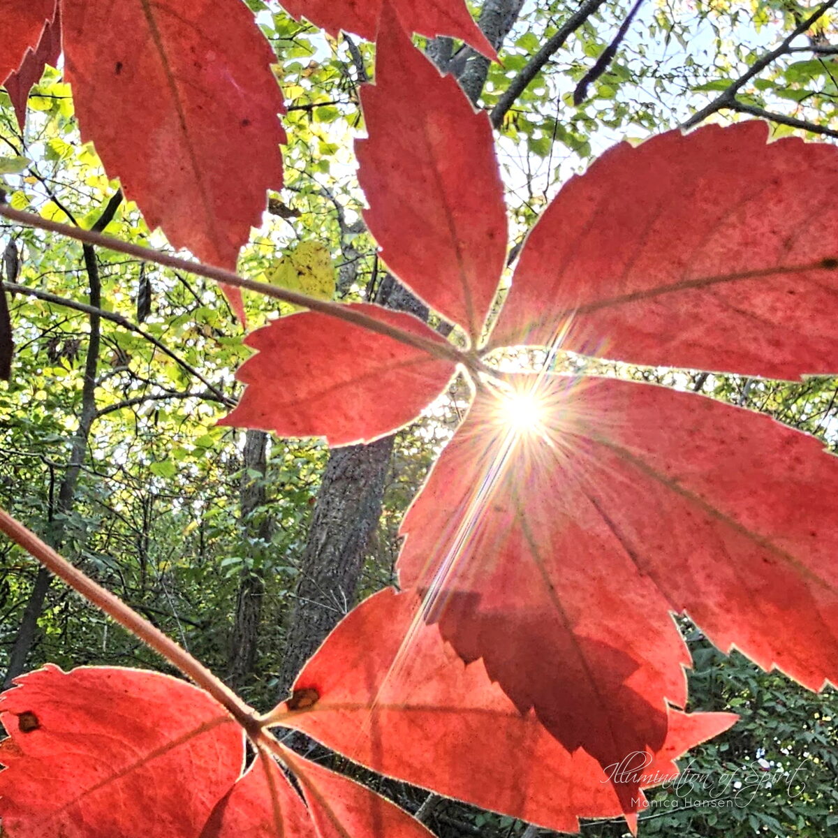 Photograph — Nature & Outdoors