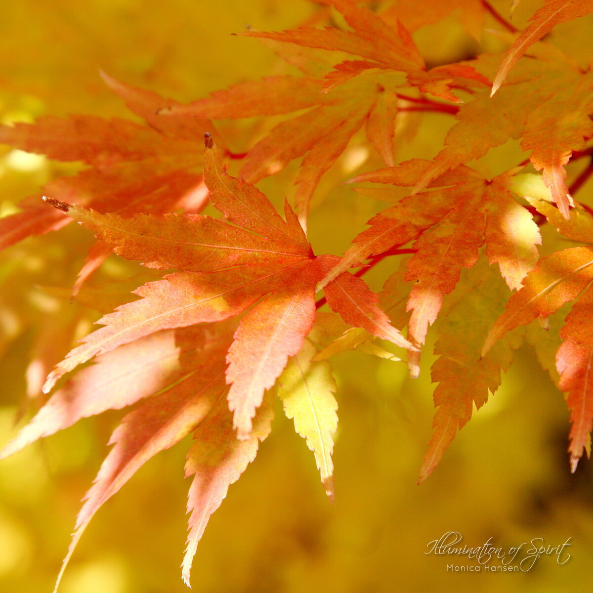 Photograph — Nature & Outdoors
