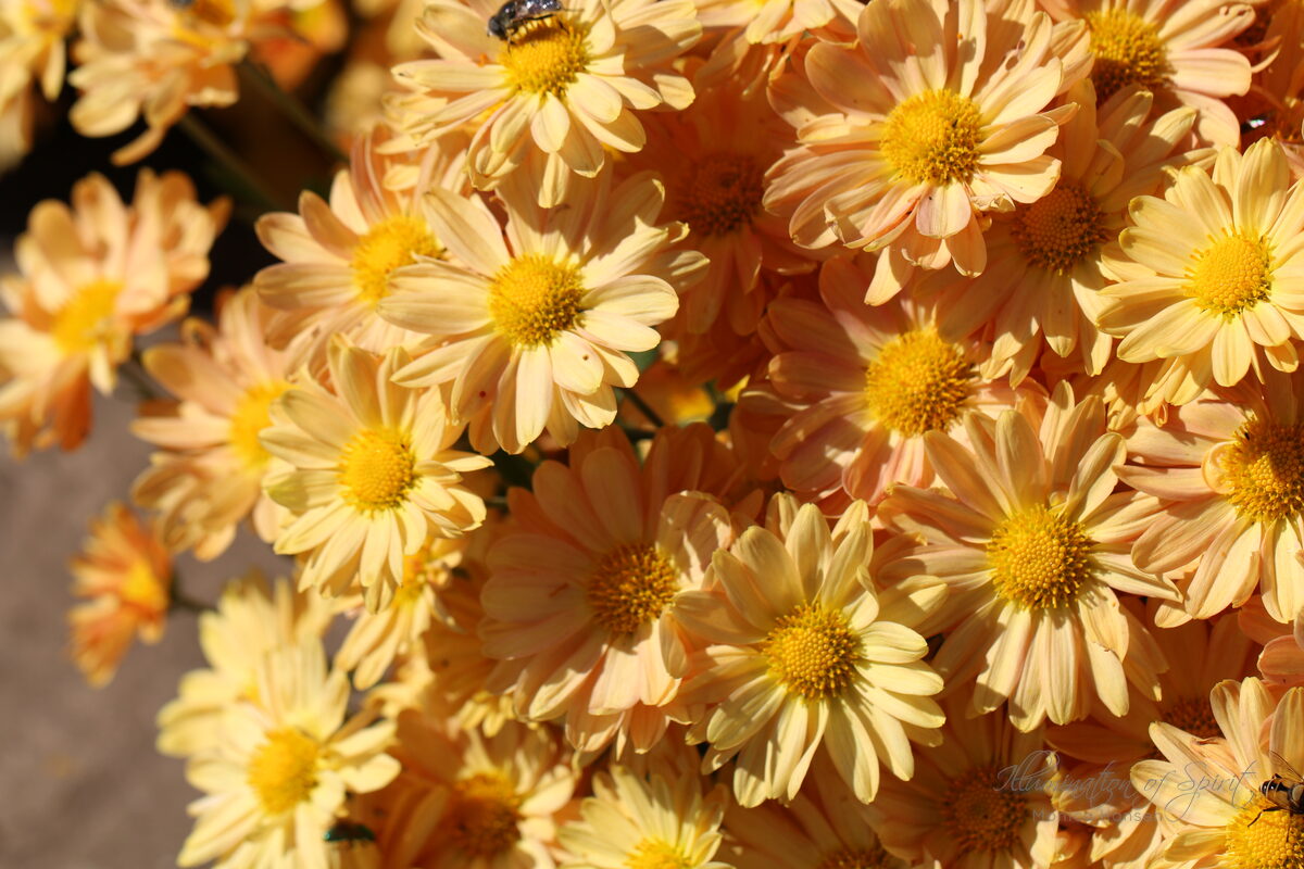 Photograph — Flowers & Gardens