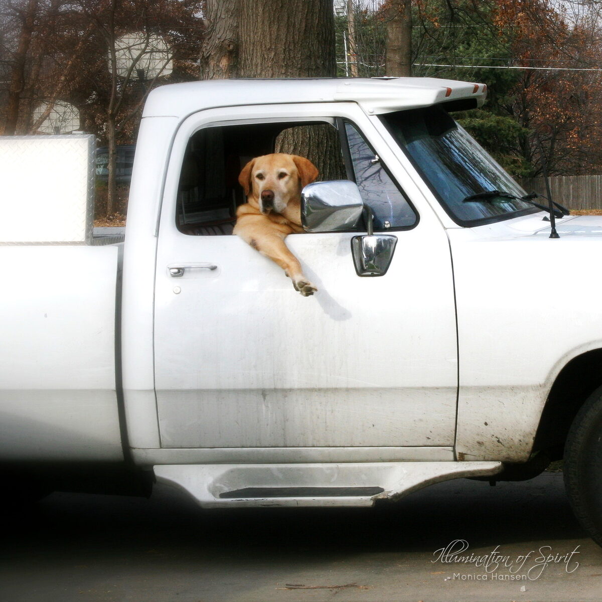Photograph — Animal Companions