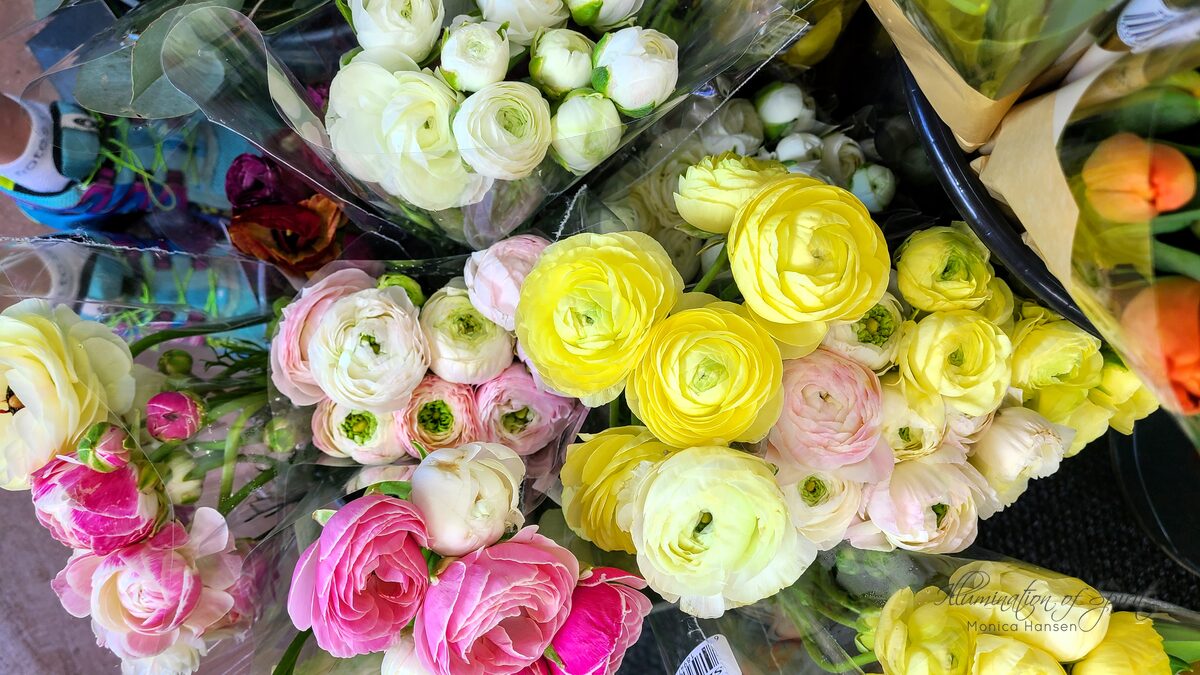 Photograph — Flowers & Gardens