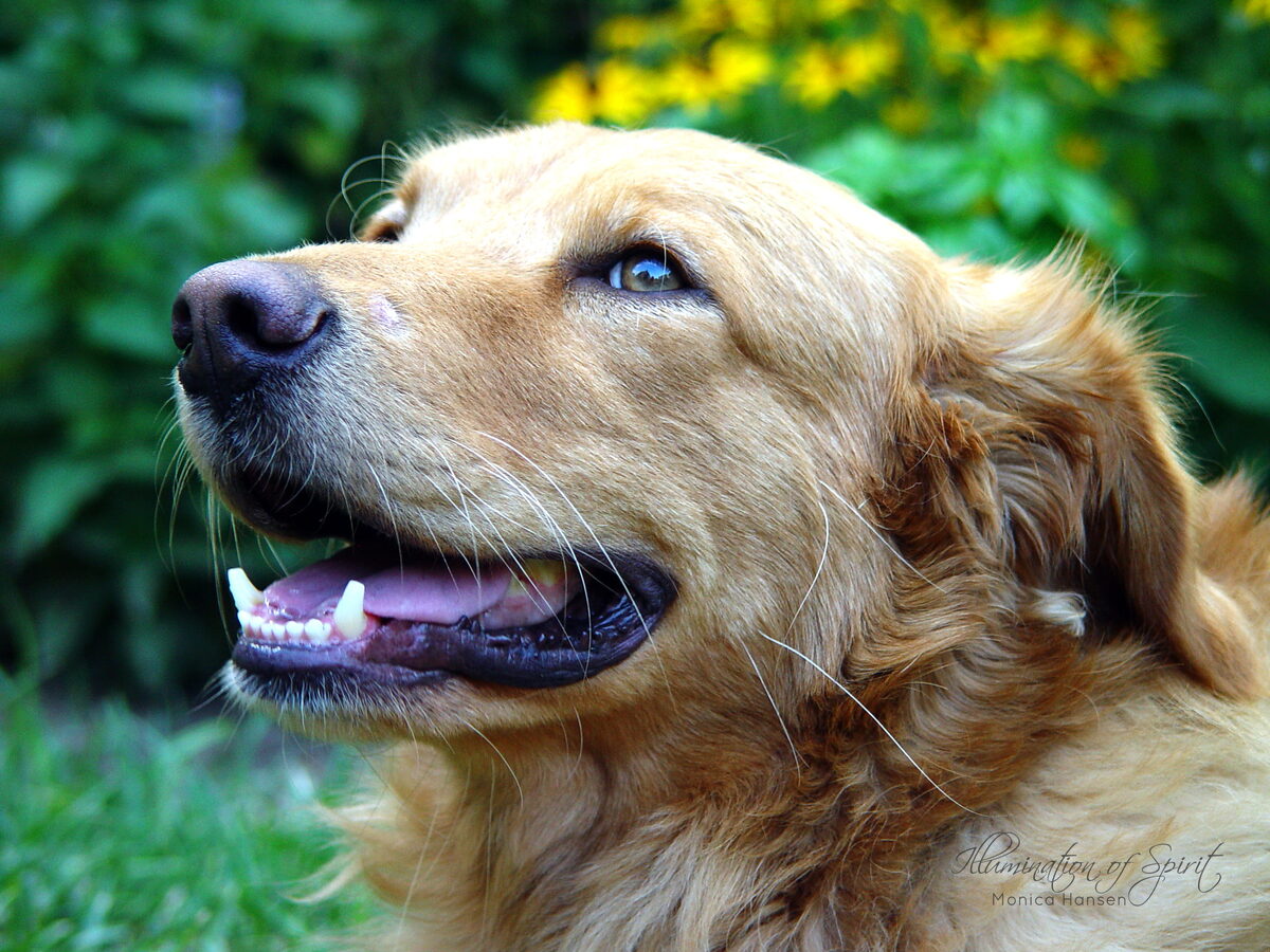 Photograph — Animal Companions