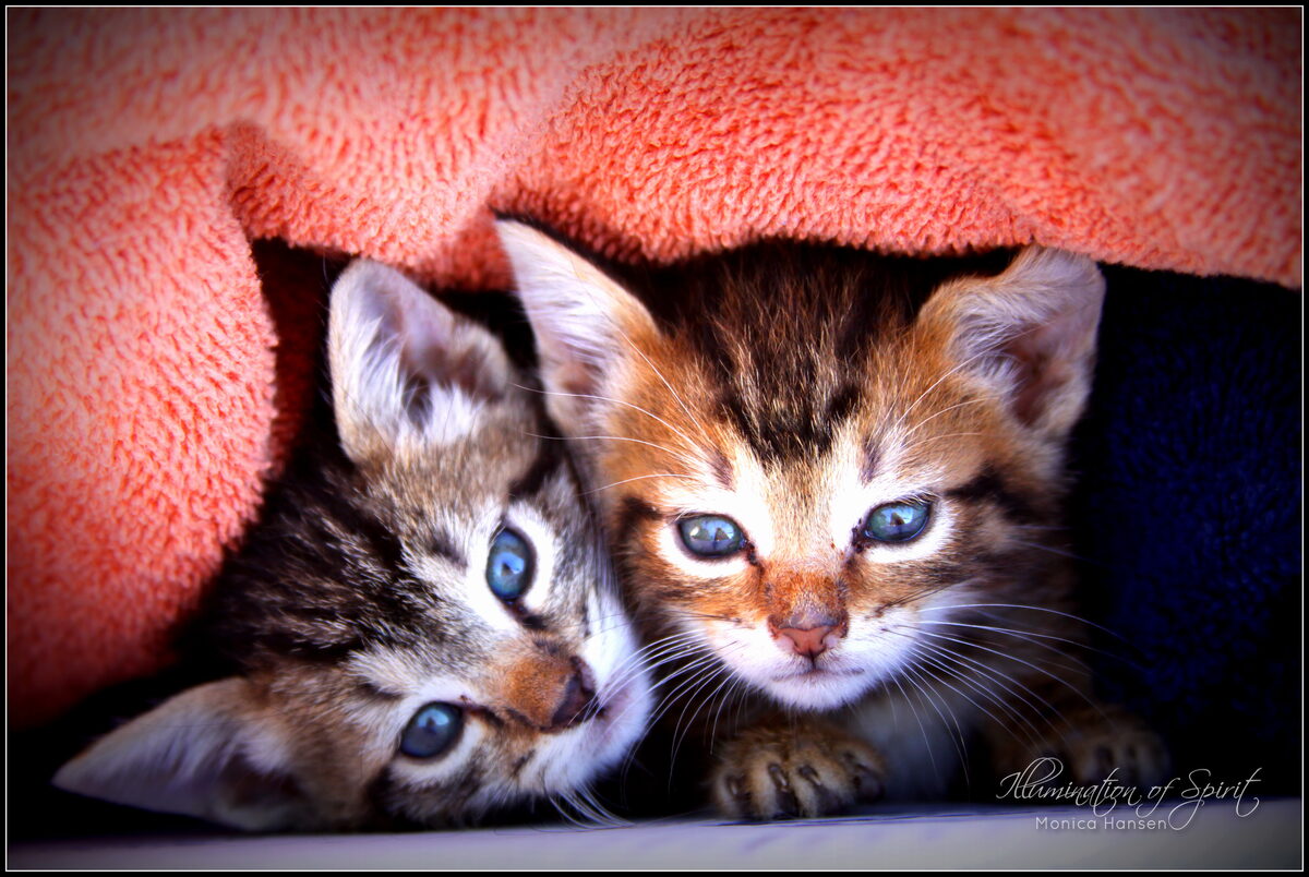 Photograph — Animal Companions