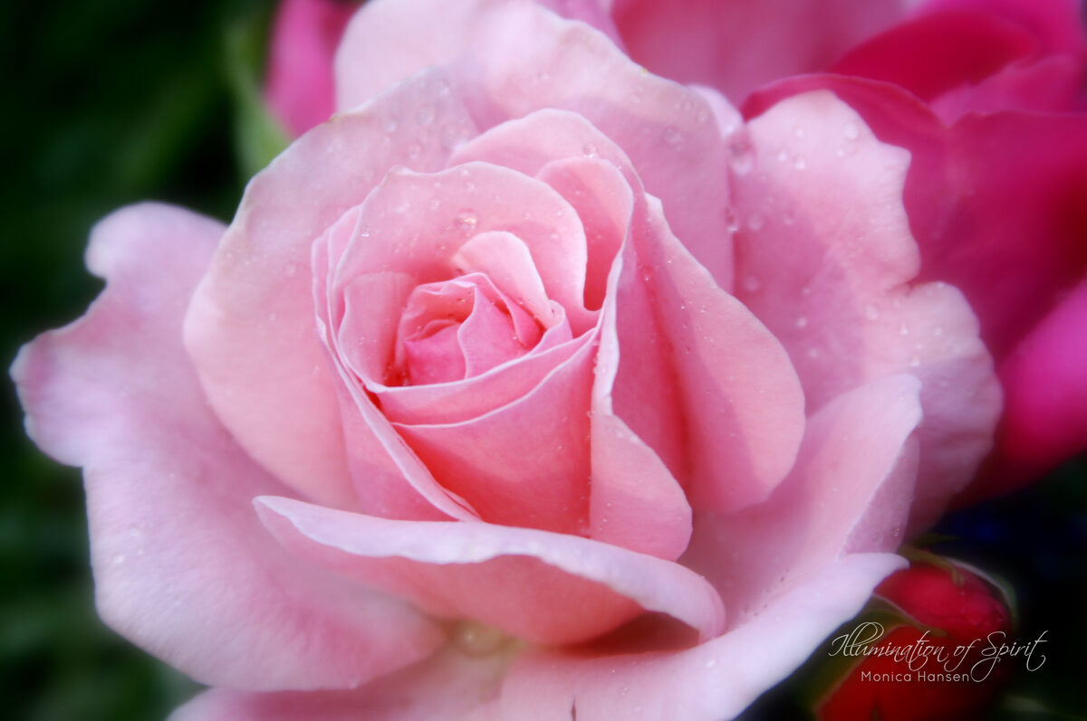 Photograph — Flowers & Gardens