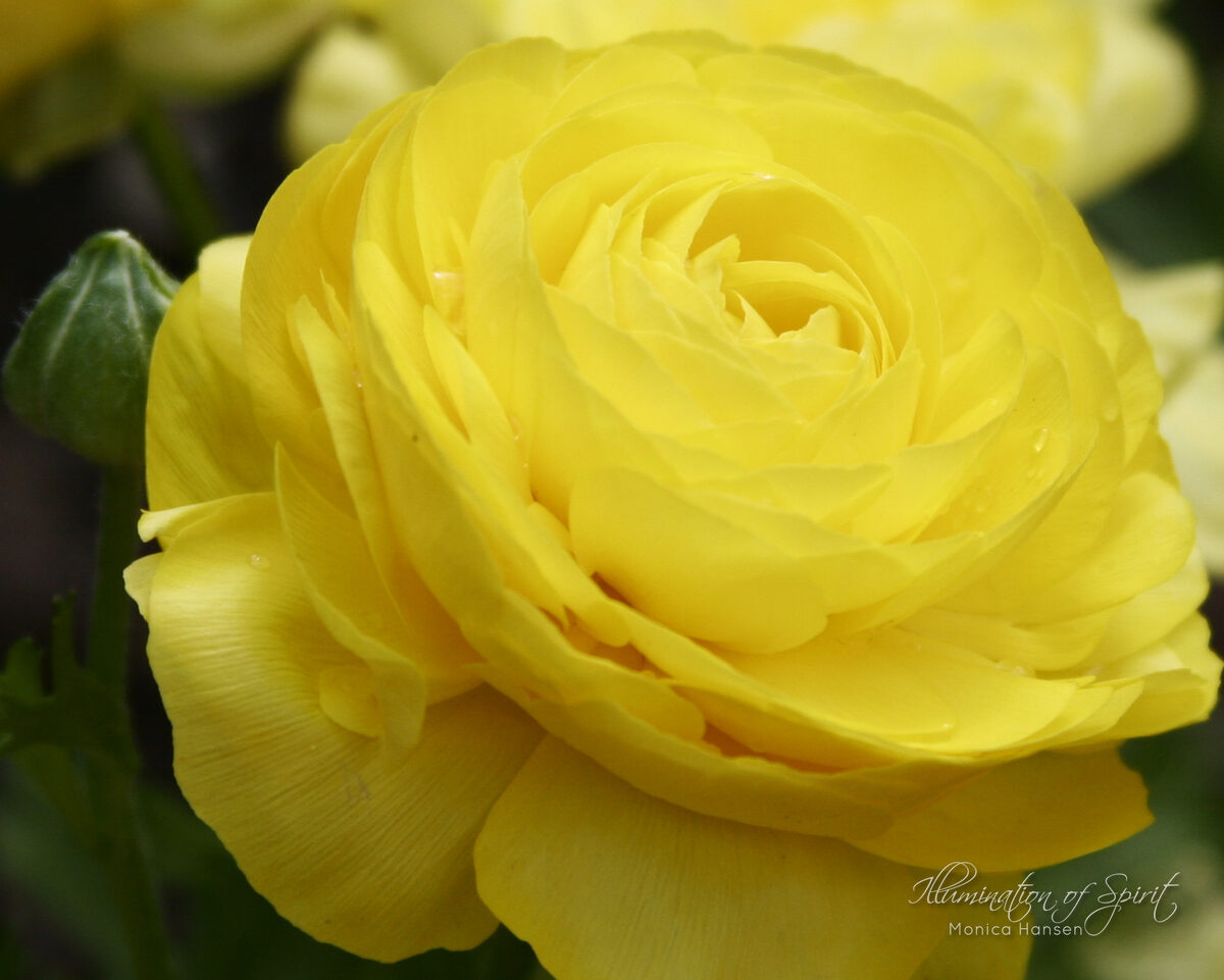 Photograph — Flowers & Gardens