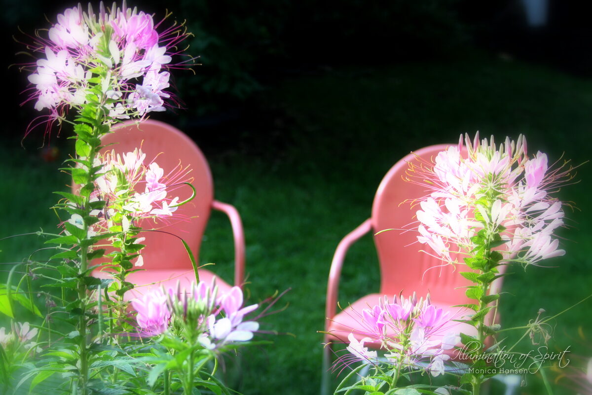 Photograph — Flowers & Gardens