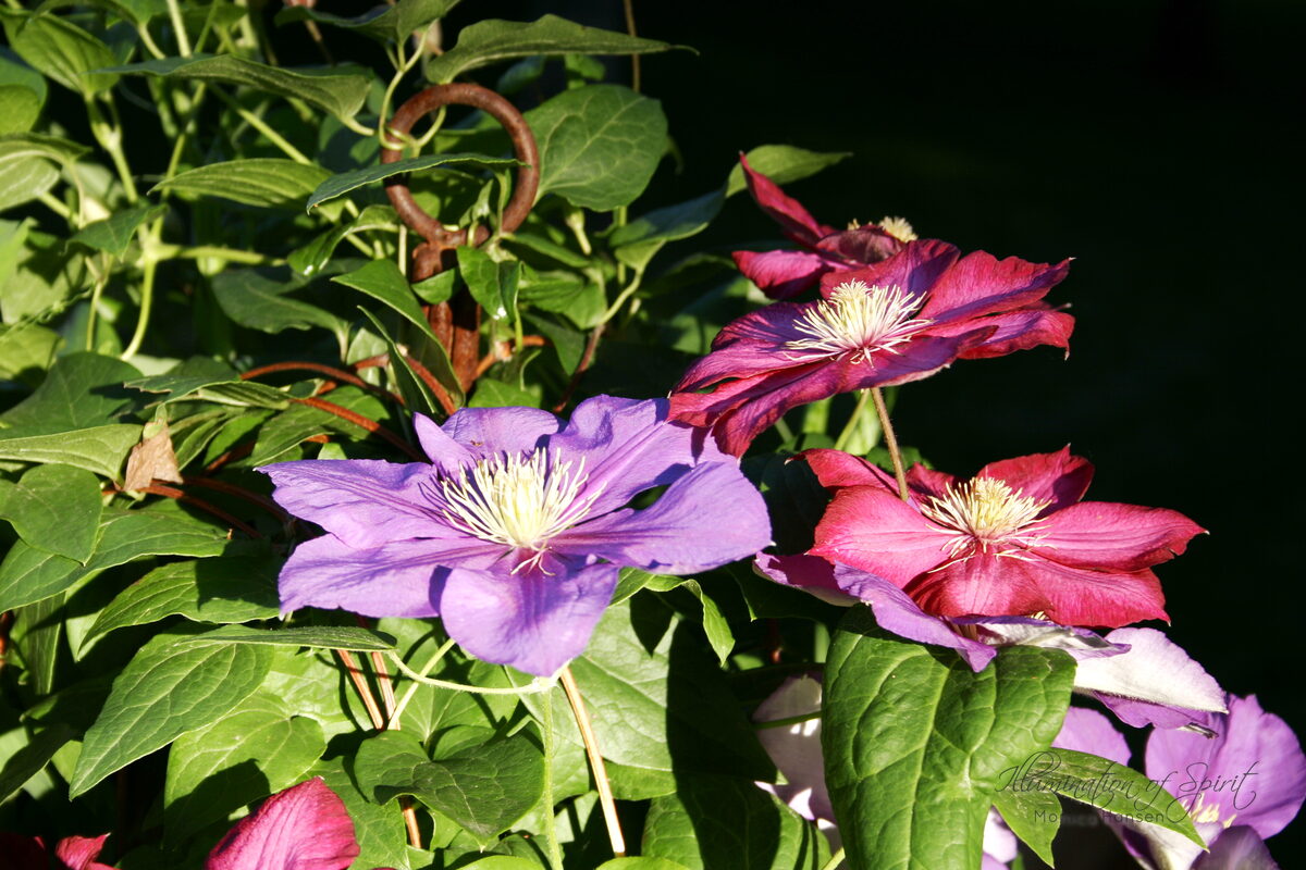 Photograph — Flowers & Gardens