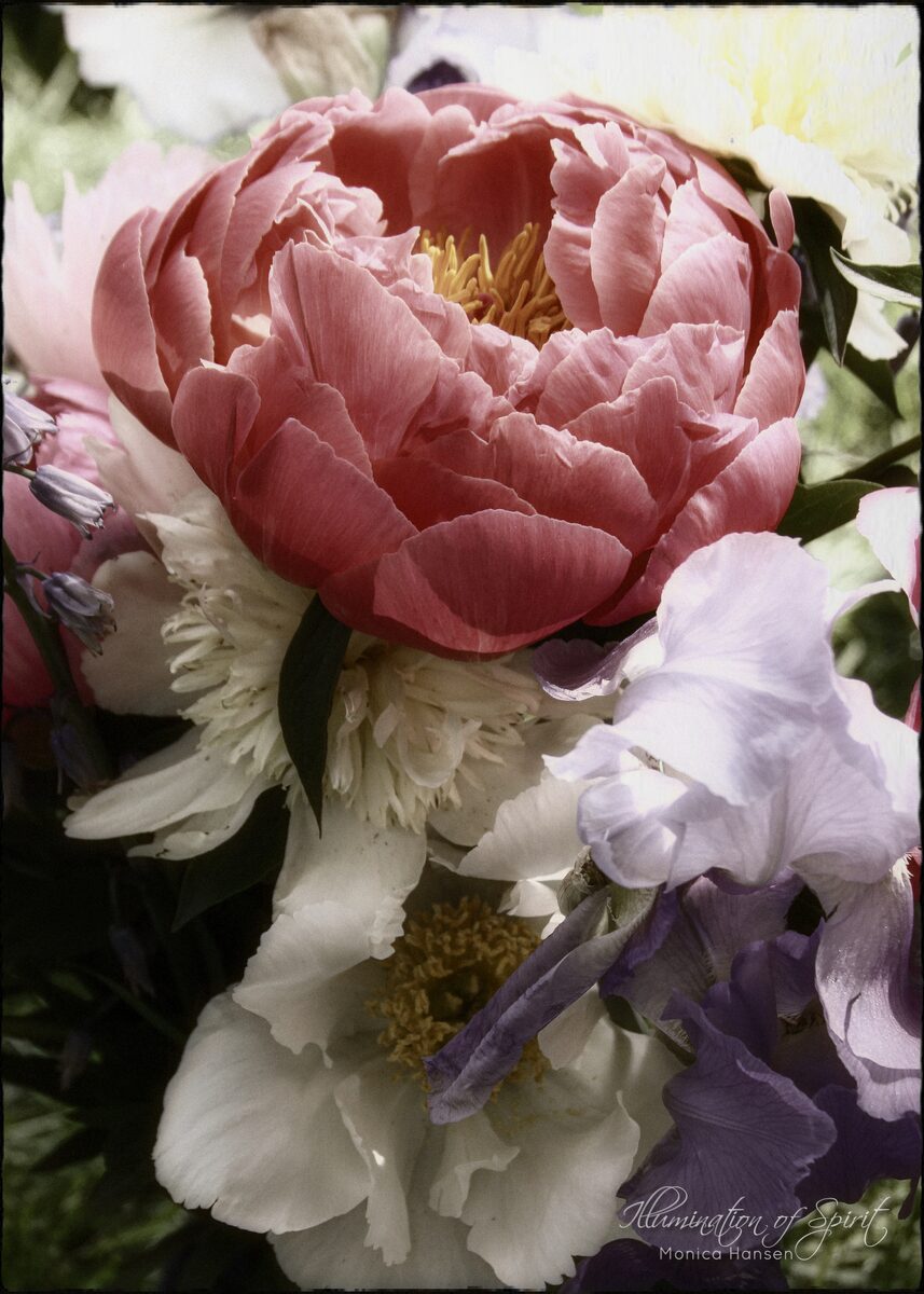 Photograph — Flowers & Gardens