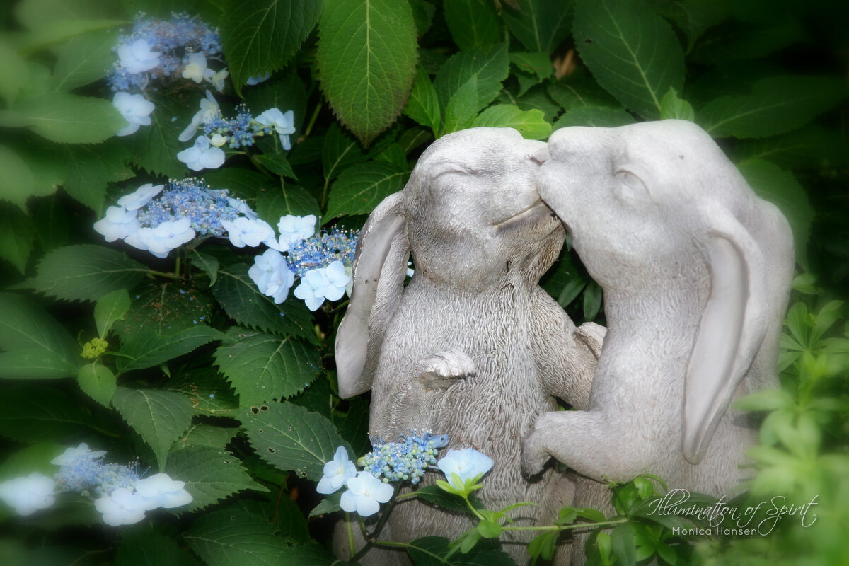 Photograph — Flowers & Gardens