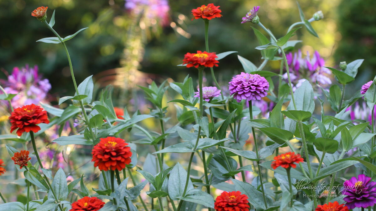 Photograph — Flowers & Gardens