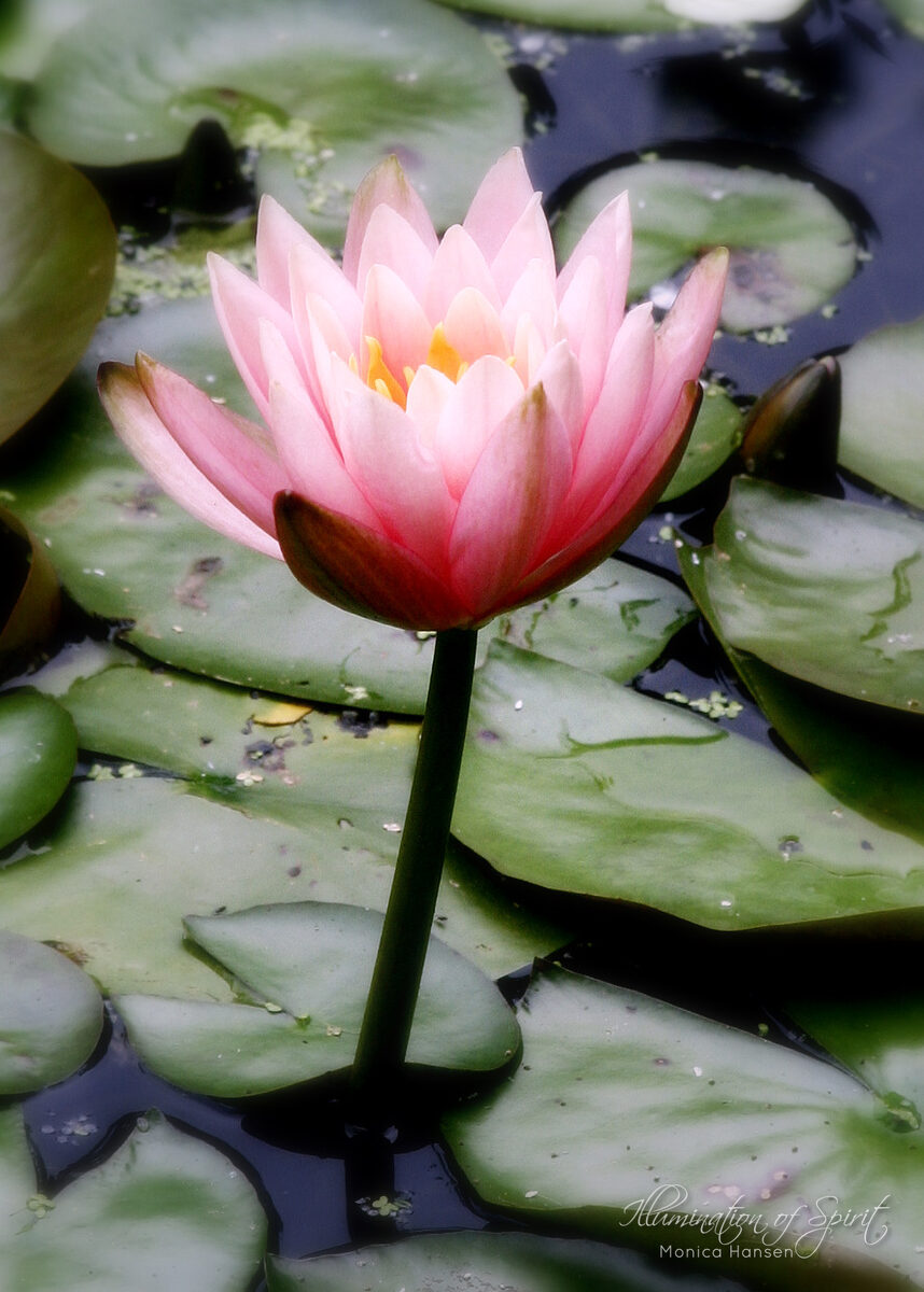 Photograph — Flowers & Gardens
