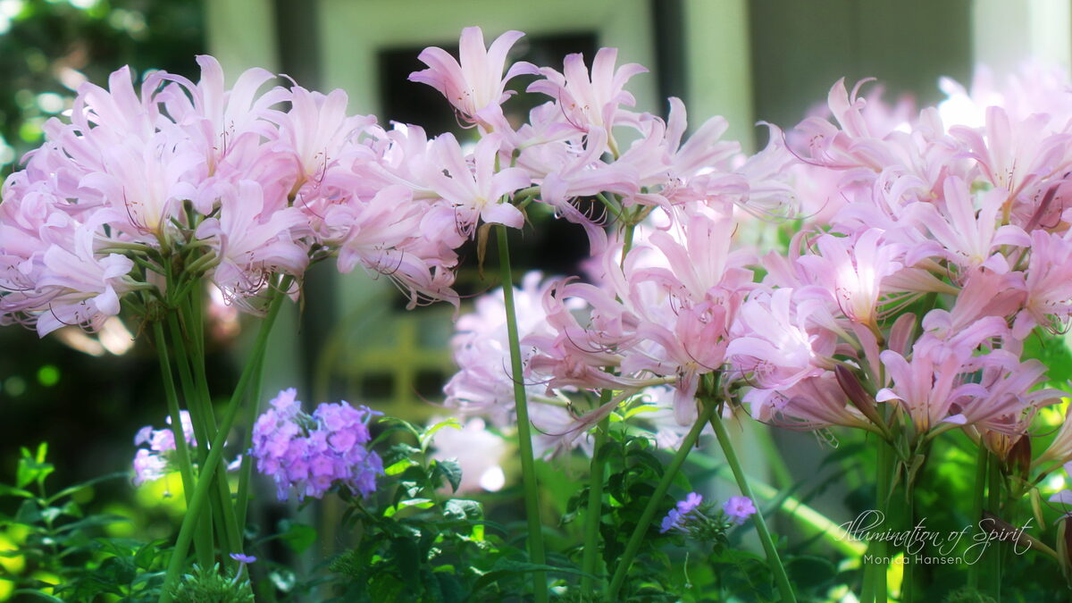 Photograph — Flowers & Gardens