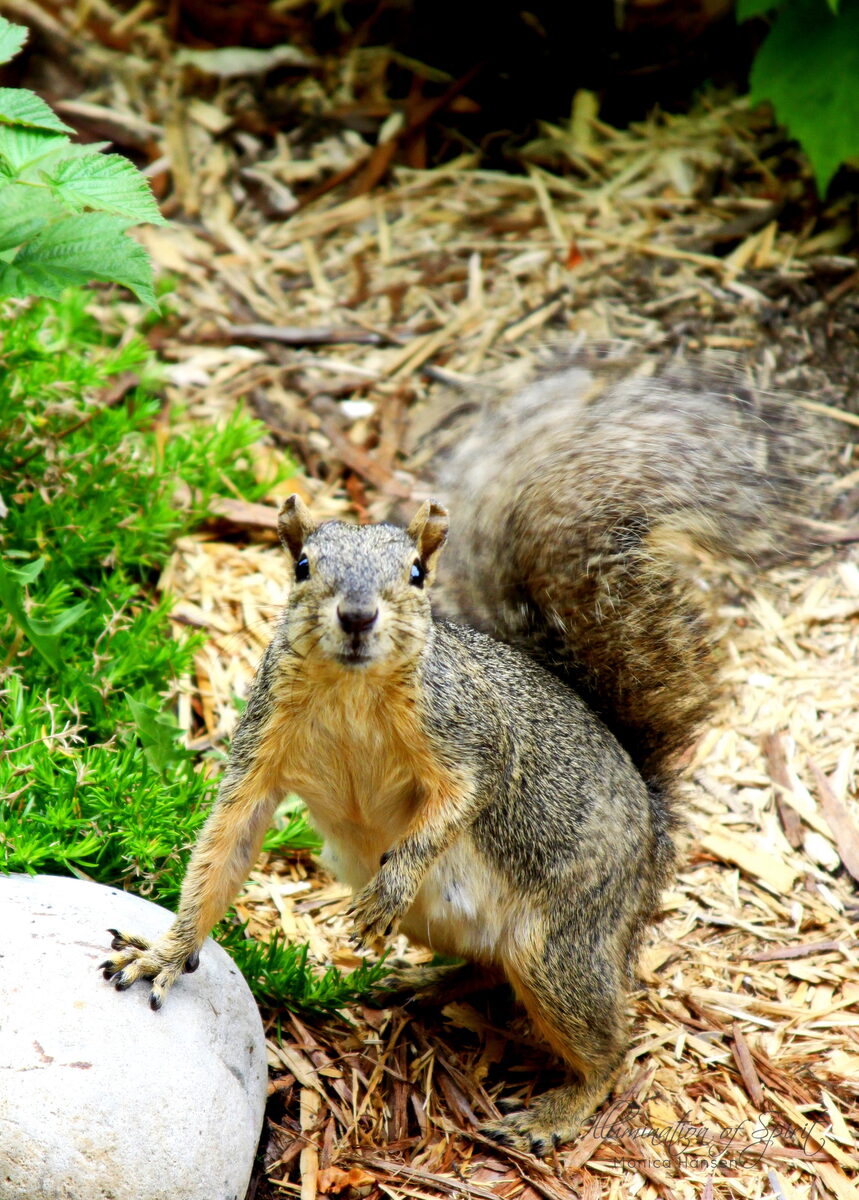 Photograph — Wildlife