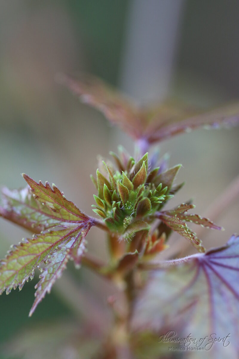 Photograph — Flowers & Gardens