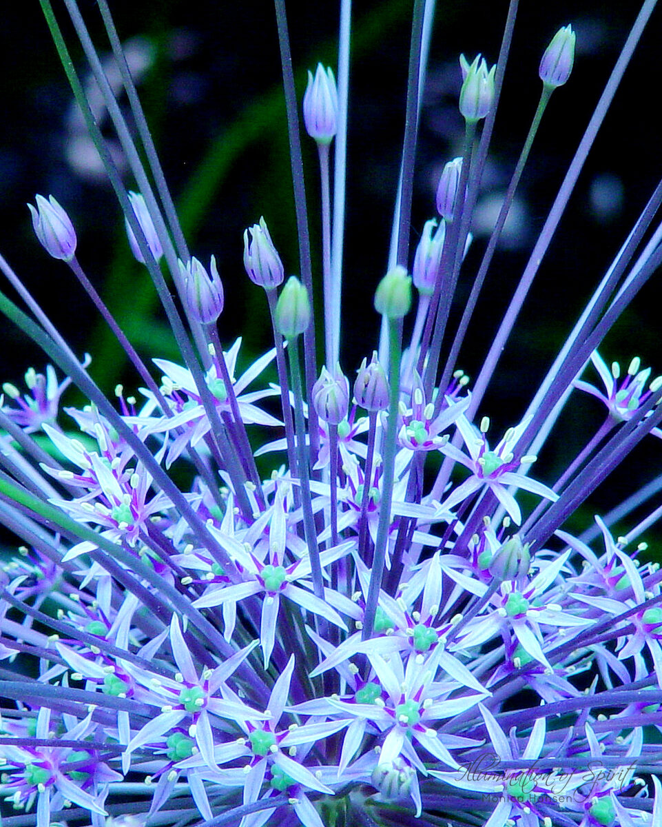 Photograph — Flowers & Gardens