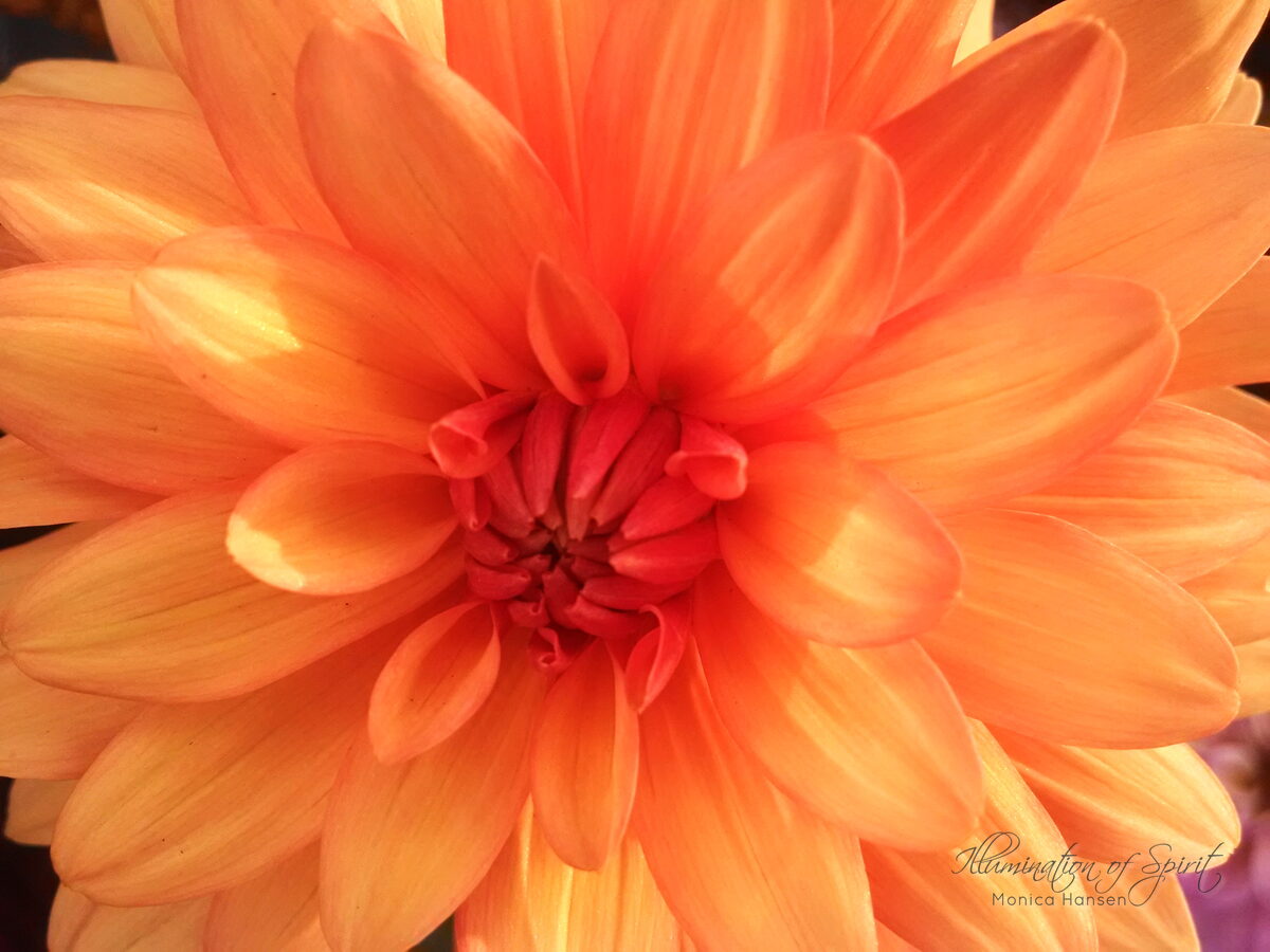 Photograph — Flowers & Gardens