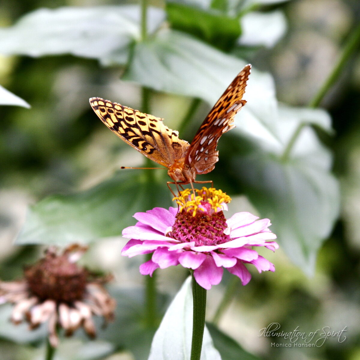 Photograph — Flowers & Gardens