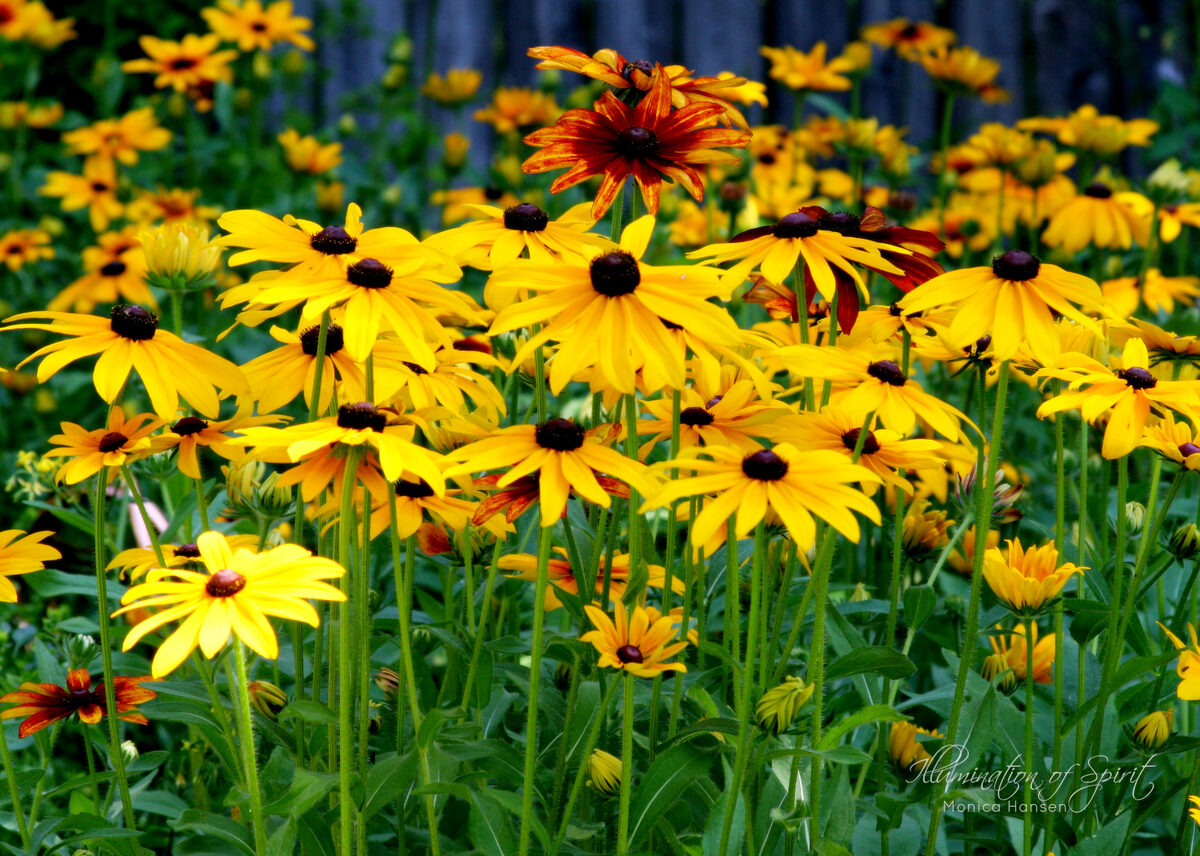Photograph — Flowers & Gardens