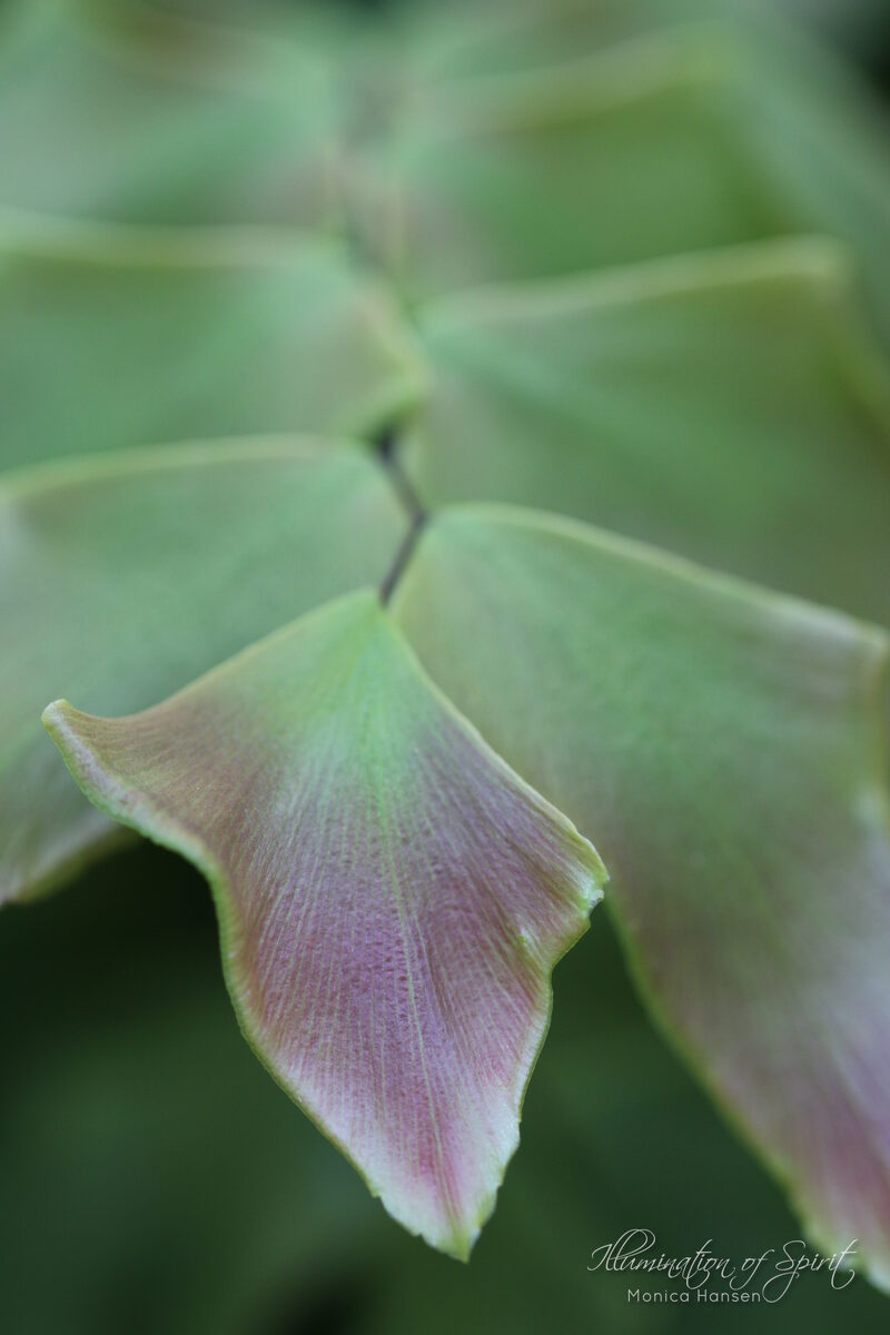 Photograph — Flowers & Gardens