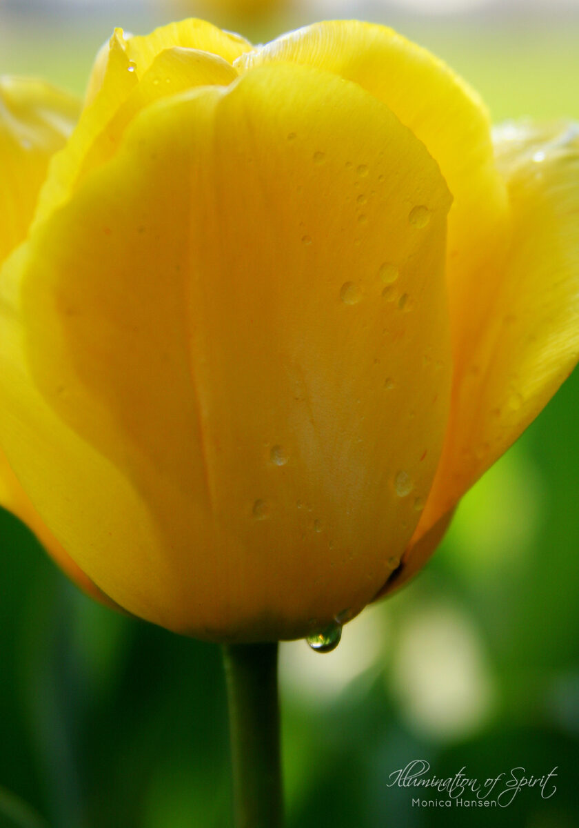 Photograph — Flowers & Gardens