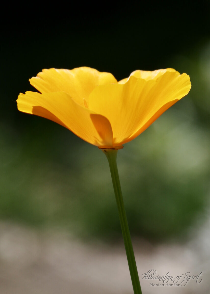 Photograph — Flowers & Gardens