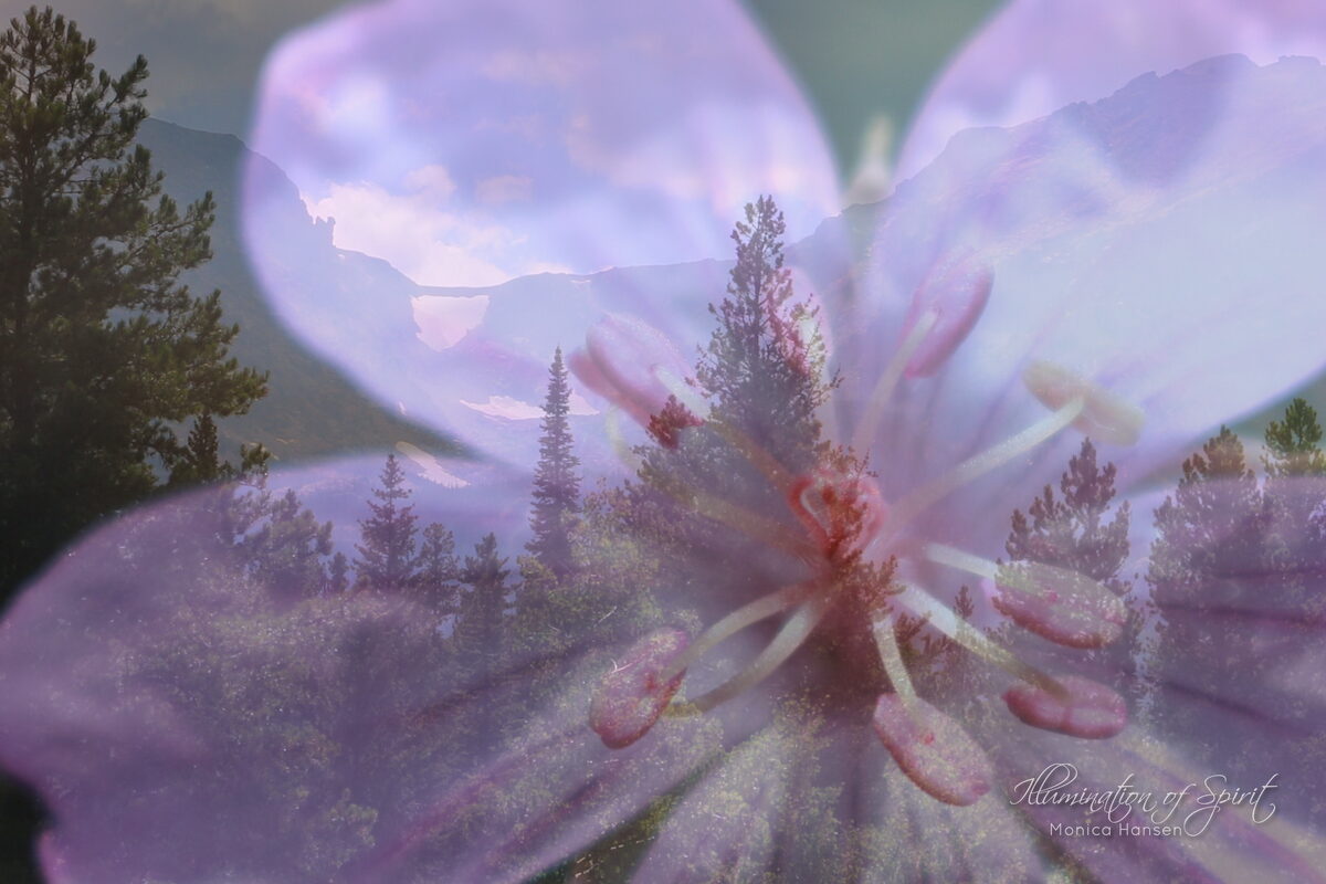 Photograph — Flowers & Gardens