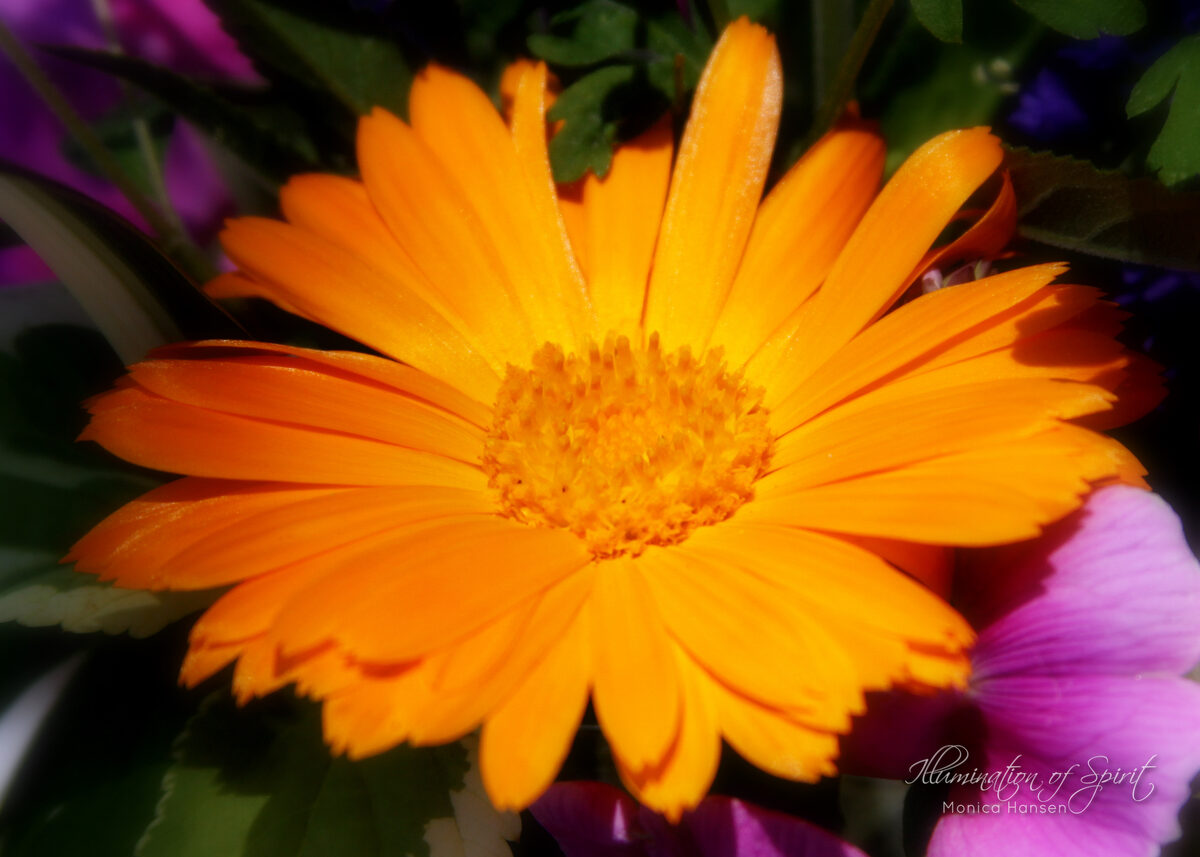 Photograph — Flowers & Gardens