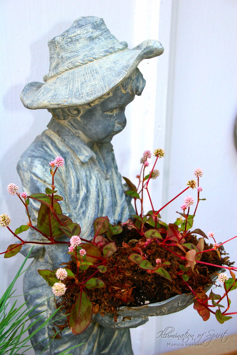 Photograph — Flowers & Gardens