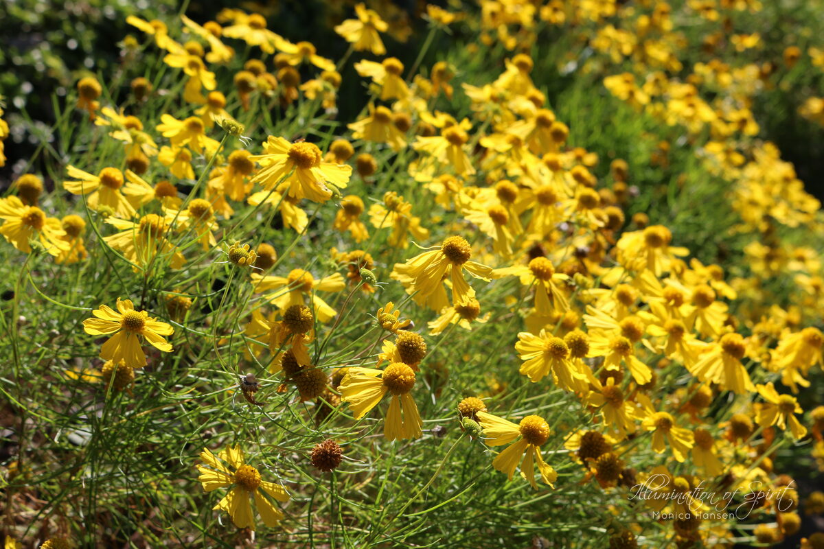 Photograph — Flowers & Gardens