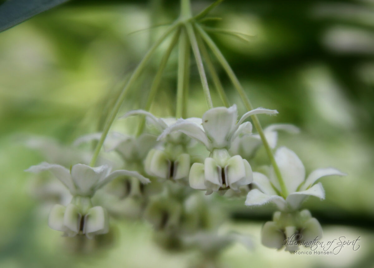 Photograph — Flowers & Gardens
