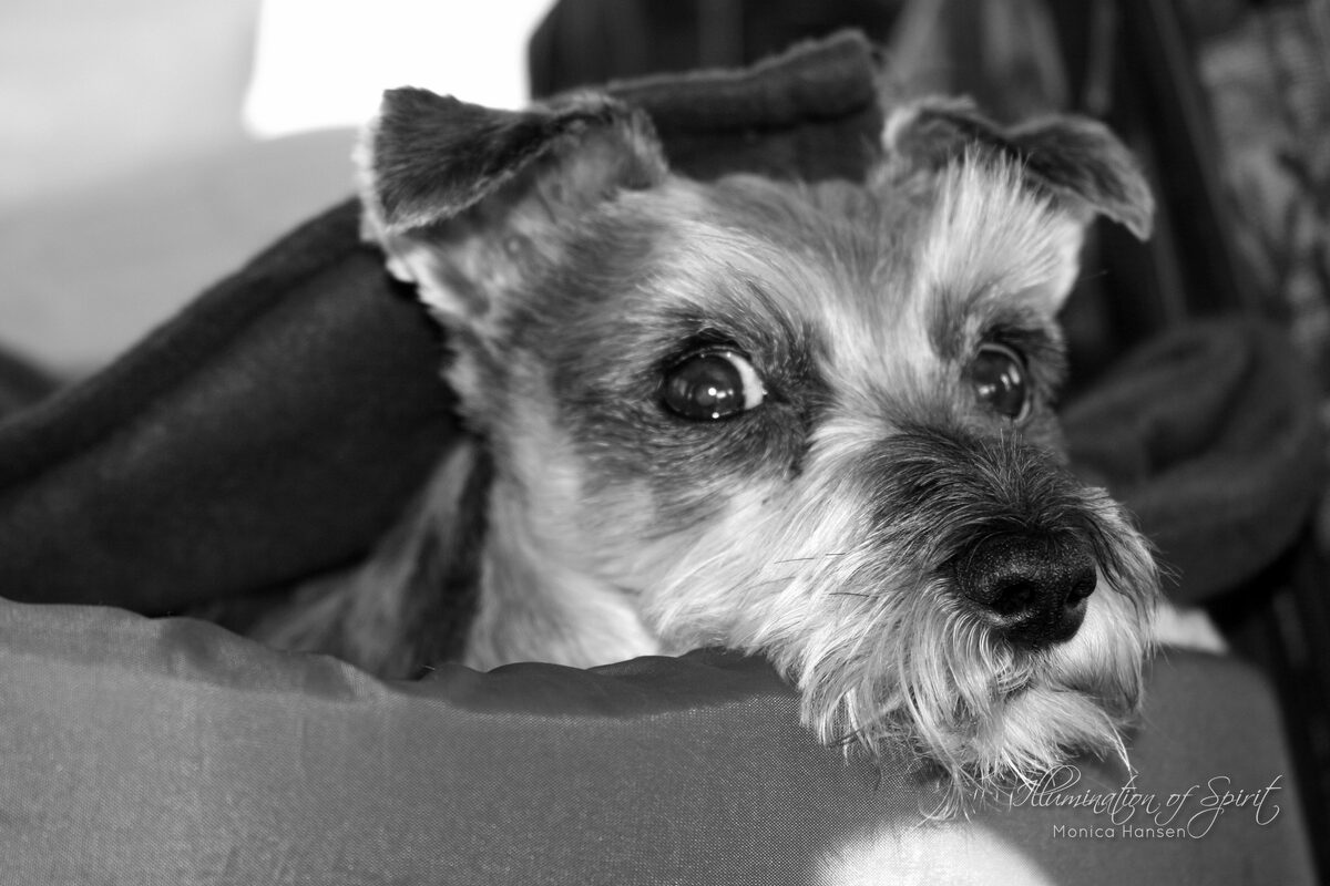 Photograph — Animal Companions