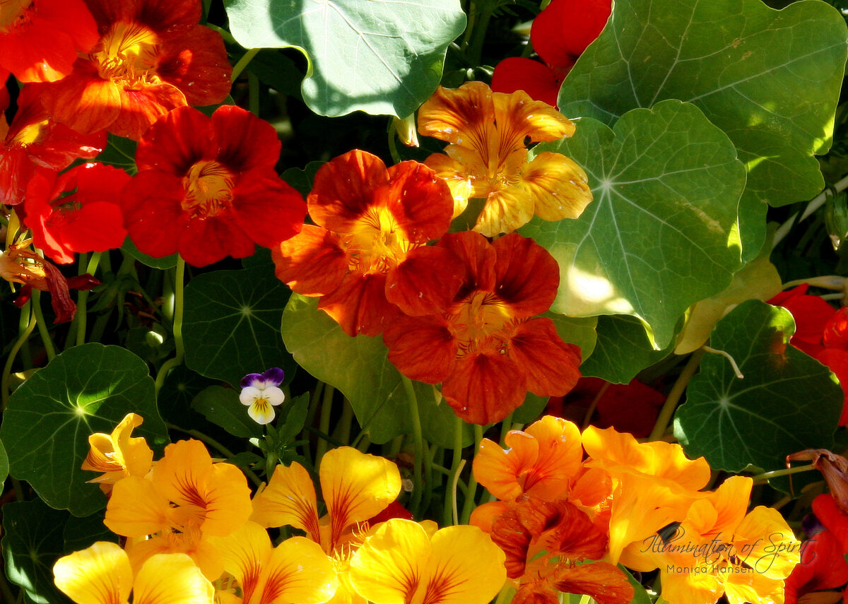 Photograph — Flowers & Gardens