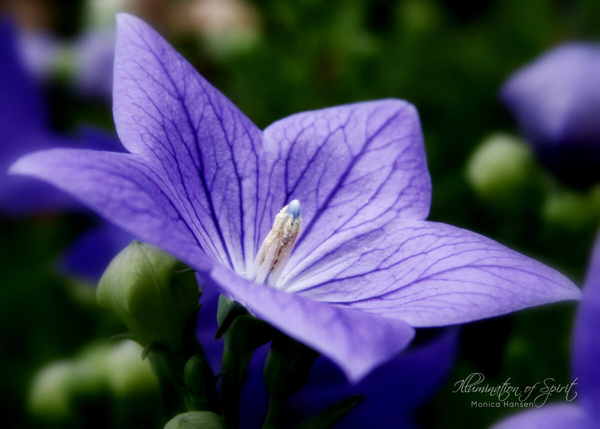 Photograph — Flowers & Gardens